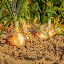 Yellow Sweet Spanish Onion Long Day Vegetable Scallion Fresh Seeds USA - £11.82 GBP