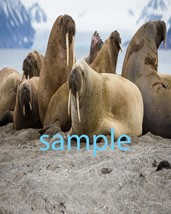 Walrus  Art Print great wall hanging &quot;8x10&quot;  decorations picture fast ship - $10.99