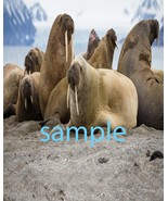 Walrus  Art Print great wall hanging &quot;8x10&quot;  decorations picture fast ship - $202.33 MXN