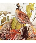 Bob White 1936 Bird Lithograph Color Plate Art Print Nature DWU12D - $24.99