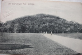 Vintage Post Card of: “The Great Banyan Tree, Calcutta” black and white photo ca - £12.02 GBP