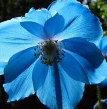 Blue Himalayan Poppy Flower Unique Fall Seeds 50 Seeds - £6.13 GBP