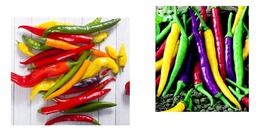 90 Seeds! Hot Peppers CAYENNE BLEND 30,000+ Scovilles Capiscum Seeds  - £21.57 GBP