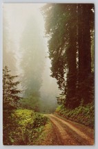 Prairie Creek Redwoods State Park Scenic California Redwood Forest Path Postcard - $6.89