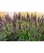 VST 10 Dwarf Black Fountain Grass Pennisetum Alopecuroides Viridescens H... - $12.25