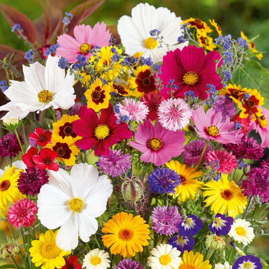 Wildflower Mix - Country Garden | All Colors | Non-GMO, 500 Seeds - $11.15 CAD