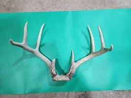H50 Whitetail Deer Skull Plate Antler - £47.37 GBP