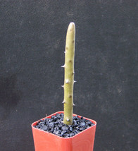 Semilir 2&quot;&quot; Pot Alluaudia Dumosa Madagascar Ocotillo Spiny Reptile Lizar... - $33.97