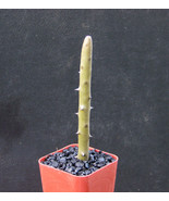 Semilir 2&quot;&quot; Pot Alluaudia Dumosa Madagascar Ocotillo Spiny Reptile Lizar... - $632.92 MXN