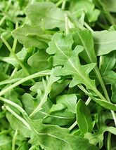 Roquette Arugula Seeds, Rocket, Colewort, Slow Bolt, NON-GMO, FREE SHIPPING - $36.58 MXN+