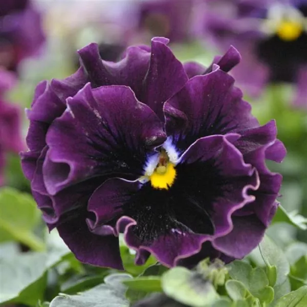 Viola Seeds Frizzle Sizzle Mini Purple Shades 50 Seeds Fresh Garden - £9.75 GBP