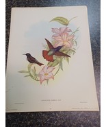 Lithograph Gould &amp; Richter, Hullmandel &amp; Walton Hummingbirds Aglaeactis ... - $103.00 CAD