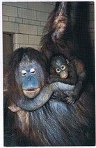 Michigan Postcard Detroit Zoological Park Orangutan &amp; Baby - £1.73 GBP