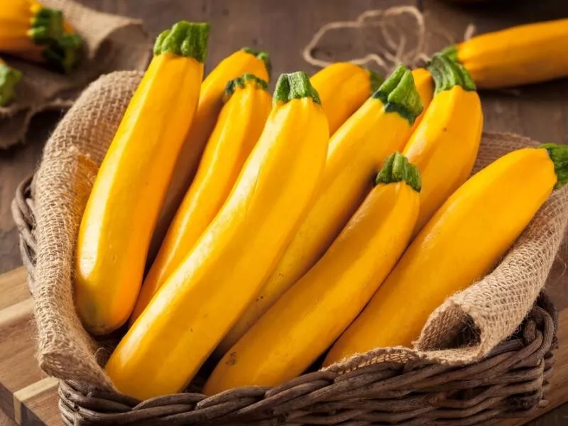 Gourmet Gold Zucchini Squash Seeds 25 Seeds Fast Shipping - $11.99
