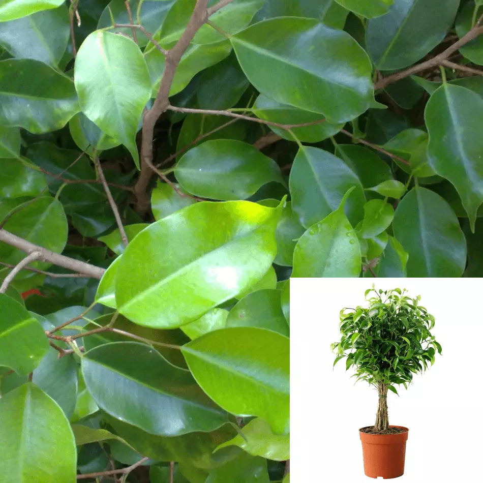 Ficus Benjamina Braid 1 Gallon Plant Weeping Fig Benjamin Fig Live Plant - £33.36 GBP