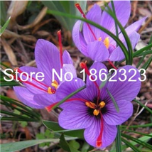 200 Pcs Imported Saffron Flower Plants Not Saffron Bulbs Flower Iran Crocus Herb - £9.37 GBP