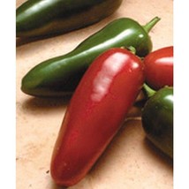 El Jefe Hot Jalapeno Pepper Seeds Fresh Seeds USA - £10.16 GBP