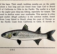 Mullet 1939 Salt Water Fish Gordon Ertz Color Plate Print Antique PCBG19 - $29.99