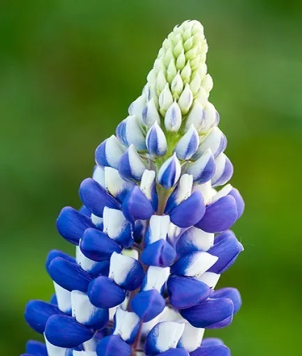 50 Seeds Lupine Russell Governor Flower Seeds Lupine Seeds - £9.78 GBP