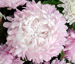 Aster Paeony Duchess Coral Rose Callistephus Chinensis 200 Bulk Seeds Garden Bea - £37.02 GBP