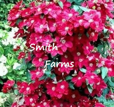 25 Seeds Red Clematis Flowers Climbing Vine Bush Plant Garden Fresh Seeds - $10.50