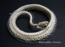 Real Snake Skeleton Malayan Krait Bungarus Candidus Framed Taxidermy Shadowbox - $119.99