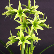 Green Hippeastrum Rutilum Flower 100 Seeds - £5.47 GBP