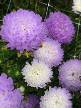 PWO Aster Tower Silver (Aster Callistephus) 25 Authentic Flower Seeds - $7.20