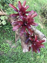 3 Pack Pups  BROMELIAD  Neo FIREBALLnTerrarium Vivarium Dart Frog. Easy ... - $473.79 MXN