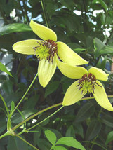 Best 25 Golden Tiara Clematis Seeds Clematis Serratifolia - £8.86 GBP