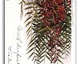 Blossoms and Fruit of Pepper Tree UDB Postcard Z7 - $2.92