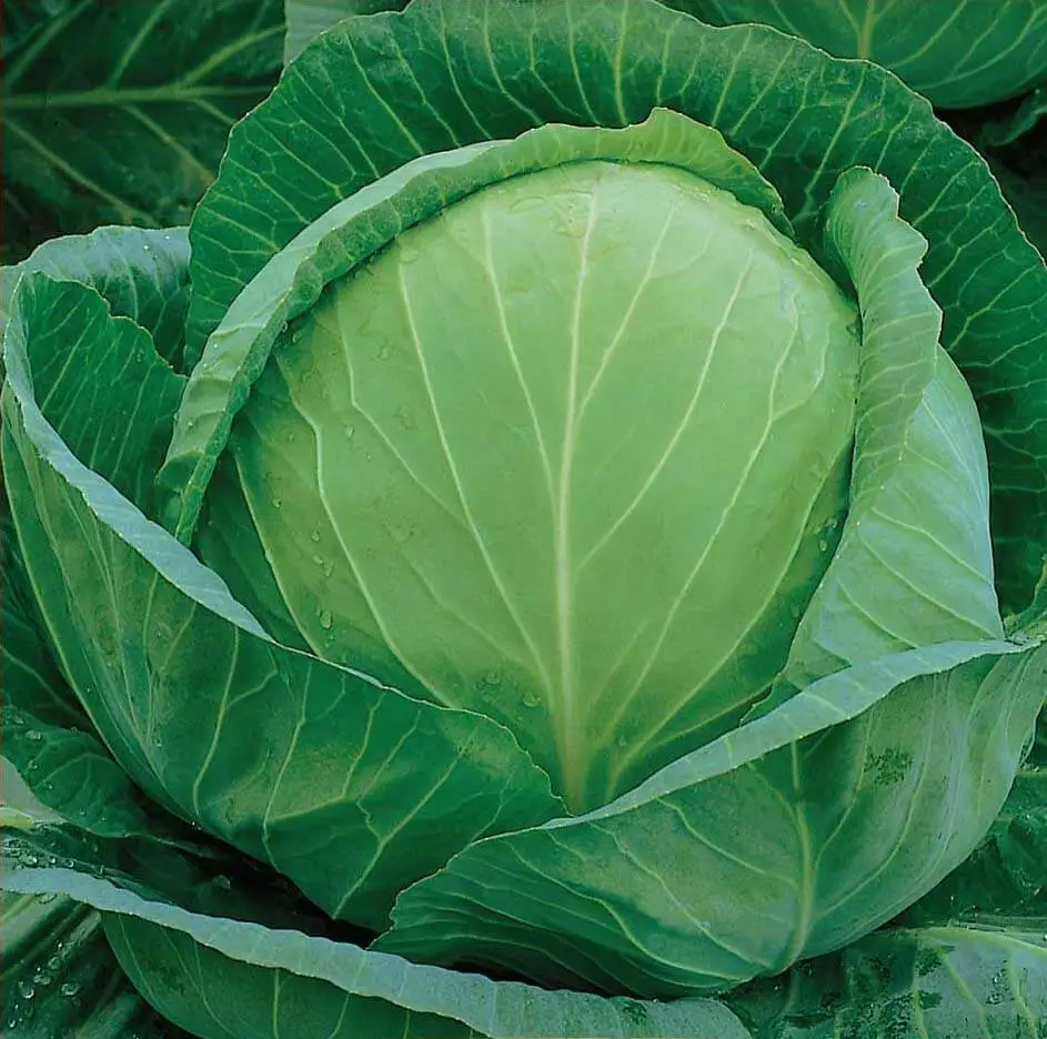 500 Golden Acre Cabbage Seeds, NON-GMO - £9.44 GBP