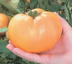 50 Seeds Carolina Gold Tomato Juicy Tomatoe Vegetable Garden  - $7.17