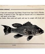 Sea Bass 1939 Salt Water Fish Gordon Ertz Color Plate Print Antique PCBG19 - $42.03 CAD