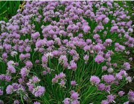 20 Chives Seeds Allium Schoenoprasum NongmoFrom US  - $8.35