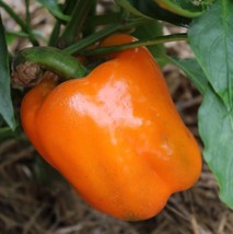 50 Orange Sweet Bell Pepper Seeds Fresh Garden - £10.14 GBP