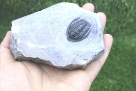 Trilobite  Diademaproetus praecursor Devonian trilobite Fossil from morocco - $68.31