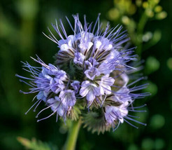 LimaJa LACY PHACELIA Seeds - 1,700 Purple Tansy Flower Tanacetifolia - £2.24 GBP