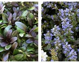 3 Live Plants Ajuga Reptans Chocolate Chip I Dense Ground Cover Plant - $64.93