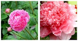 10 Seeds Meilitianshi Rose Pink Peony plicated big blooms flowers - £11.79 GBP
