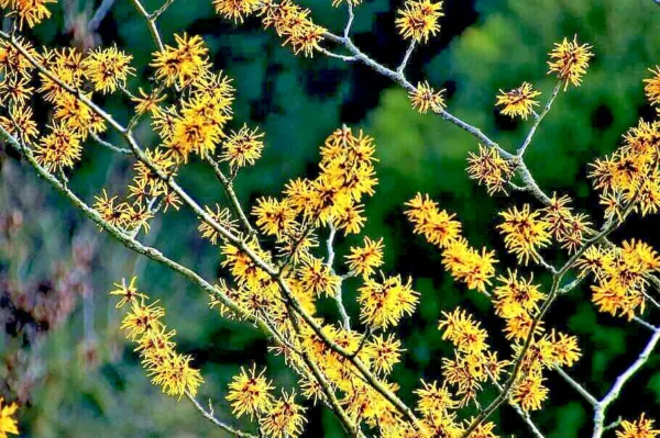 25 American Witch Hazel Hamamelis Virginiana Alder Shrub Tree Yellow Flower Seed - £6.70 GBP