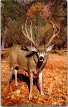 Mule Deer Yosemite Valley Postcard - £5.38 GBP
