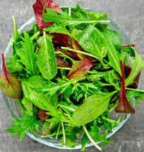 1000+ Gourmet Lettuce Blend Seeds | Mixed Salad Bowl Lettuce, Bulk - $5.60