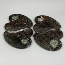 2pcs Set,8.5&quot;x5.5&quot; Double Heart Fossils Orthoceras Ammonite Bowls @Morocco,B8515 - £38.36 GBP