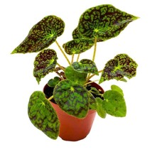 Begonia Aces High, 4 inch Green Ace Rhizomatous Rhizo - £13.81 GBP