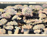 Mare Anemonae Presso Acquario Depoe Bay Oregon O Unp Lino Cartolina N26 - $6.10