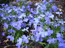 50 Multi Pelleted Seeds Lobelia Seeds Riviera Sky Blue Flower Seedsgarden Beauti - $23.75