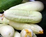 White Wonder Cucumber Seeds Ivory King White Albino NON-GMO  - £2.39 GBP