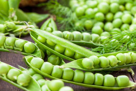 Pea Seeds - Green Arrow - Vegetable - Gardening - Outdoor Living - Free Shippng - £24.17 GBP