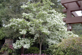 White Fringe tree quart pot - $10.95